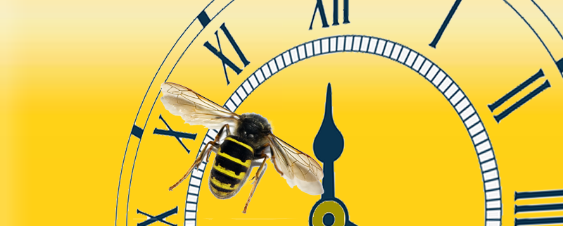 Midlands wasp removals response times
