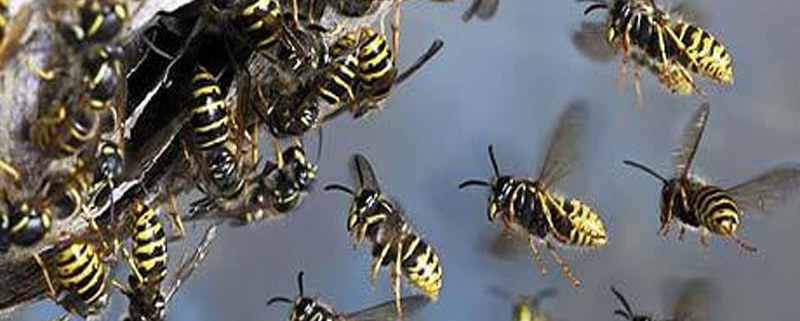Midlands wasp removals swarm of wasps